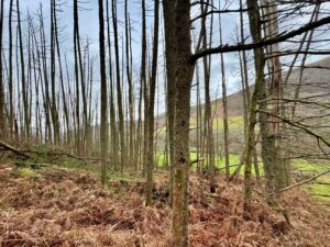 Cwrt y Cadno, Pumpsaint